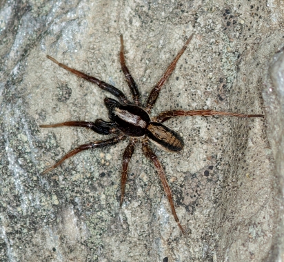 Alopecosa sp.